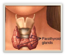 parathyroides-2.png